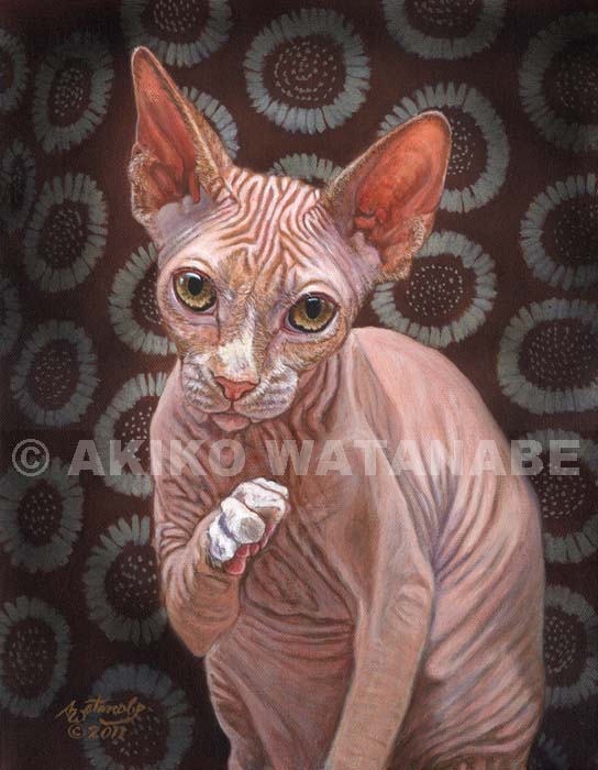 Jack_Sphynx_Cr