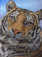 Portrait_of_a_Tiger_Cr
