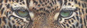 8x24_Leopard_Eyes_small