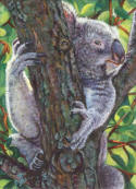 ACEO-A-Tree-Hugger
