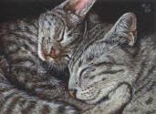 ACEO-Nap-Time-03