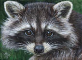 ACEO-Raccoon-03