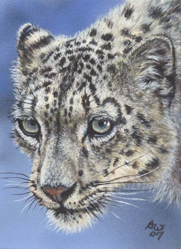 ACEO Snow leopard 08