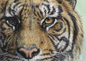 ACEO-Tiger-13