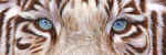 8x24_White_Tiger_Eyes_small